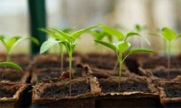 crop-nutrition