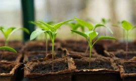 Crop Nutrition