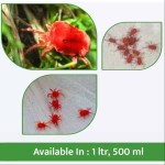 red-mite