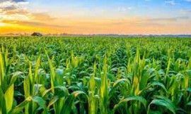 Crops Growth