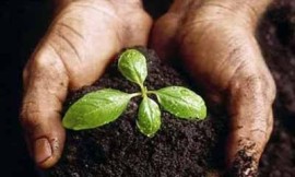 Bio Organic