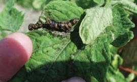 Bio Insecticides