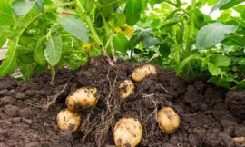 Bio Fungicides