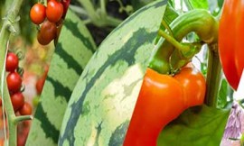 Bio Nematicides