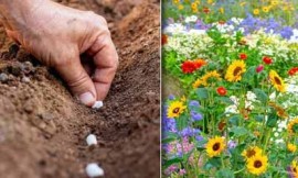 Flower Seeds