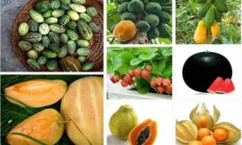 Fruits Seeds
